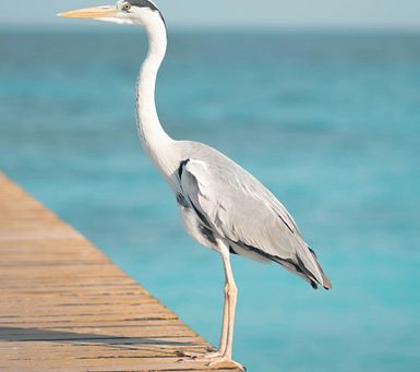 Your Maldives Packing List