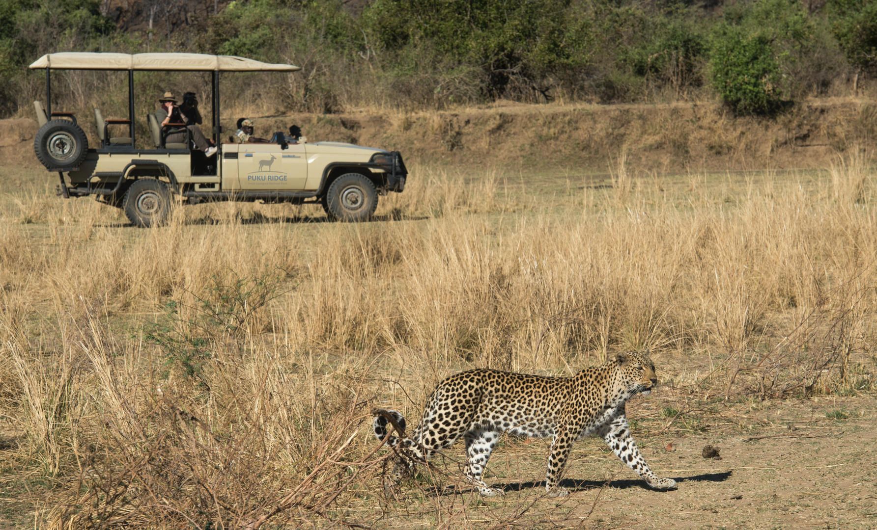 Leopard seen on a game drive from Puku Ridge