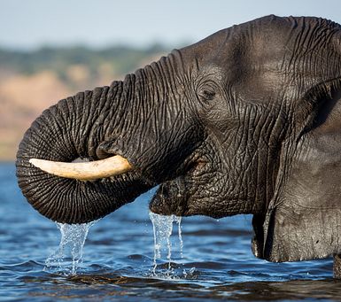 Honeymoon in Southern Africa