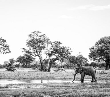 What is Safari Portal?