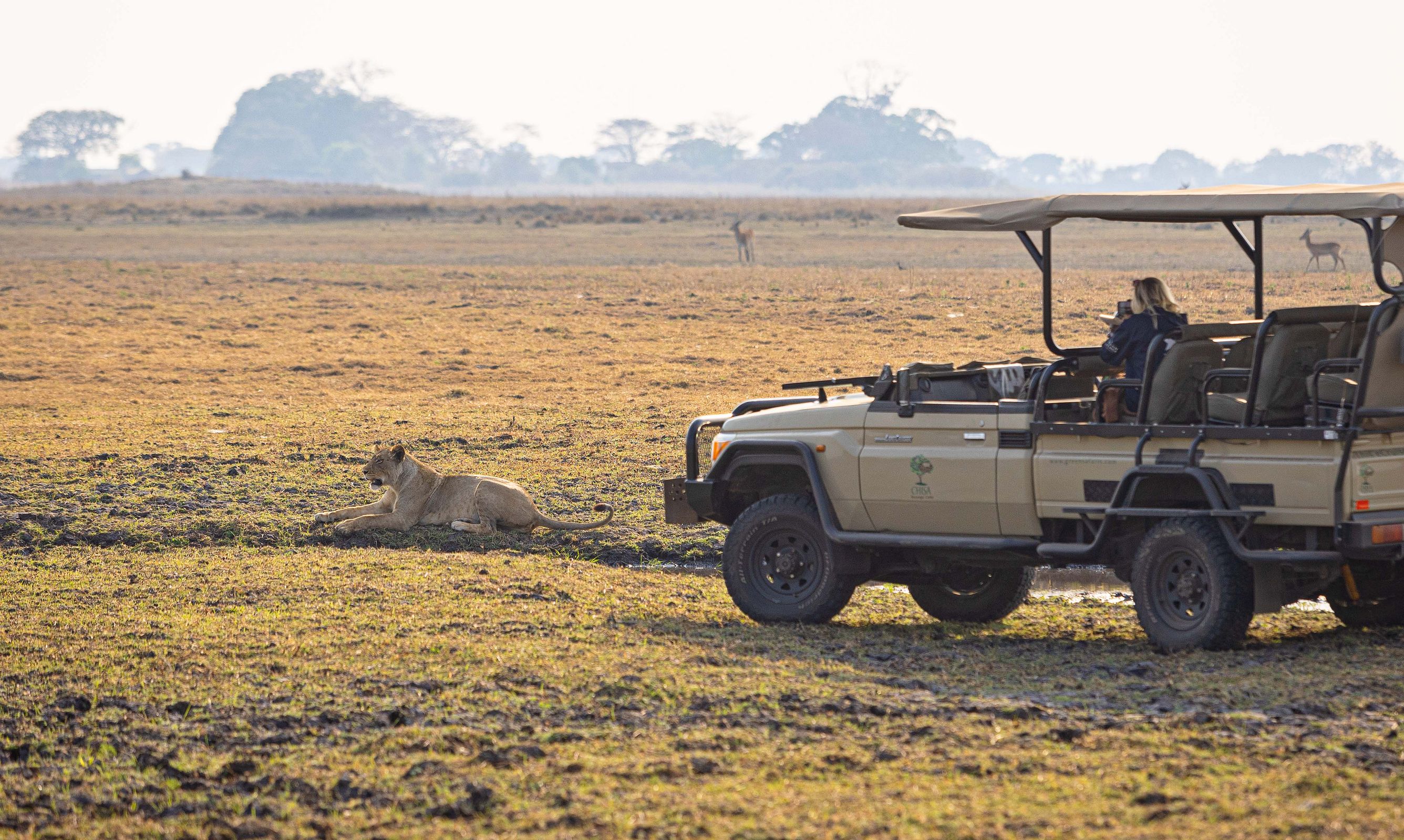 Lion encountered on a game drive from Chisa Busanga Camp