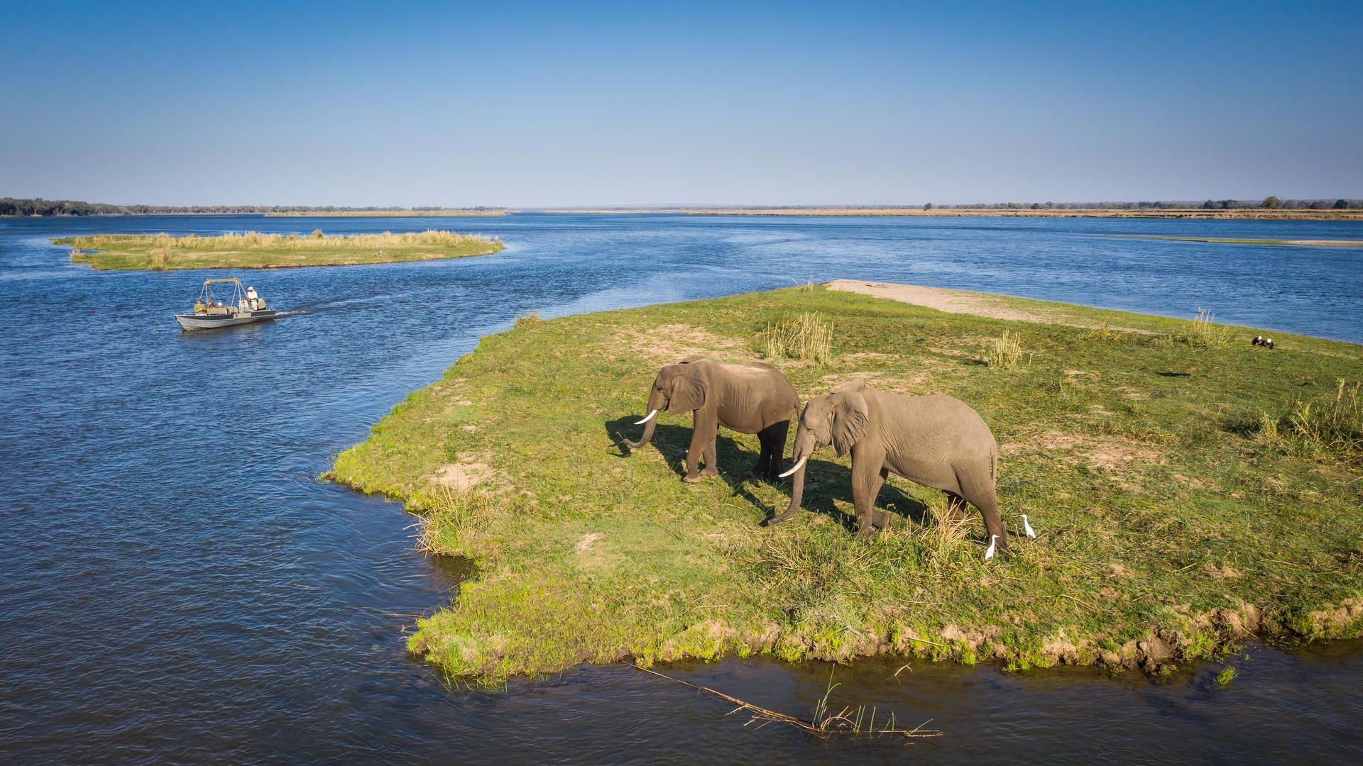 Elephants on a Zambezi River boat safari
