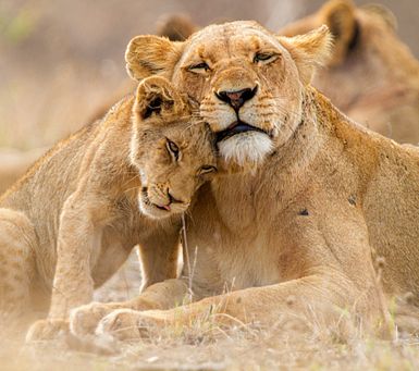 15 days South Africa + Victoria Falls Adventure
